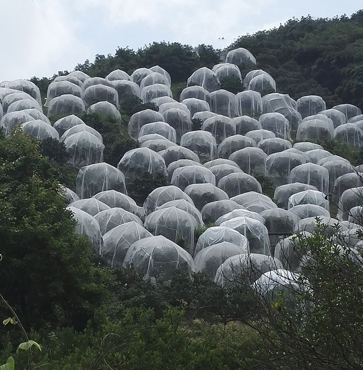 Filet anti-insectes. Filet pour arbres fruitiers de lutte contre les ravageurs – Image 4