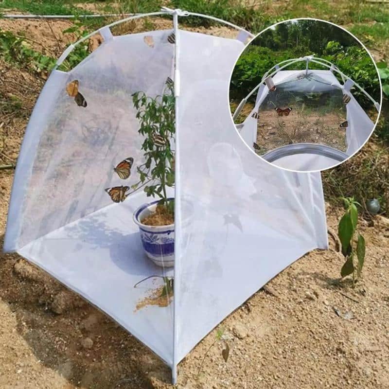Nourrir et élever des insectes ou observer des insectes