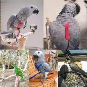 Perroquet volant avec corde et harnais pour oiseaux