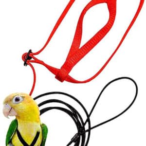 Corde volante pour perroquets. Harnais pour oiseaux