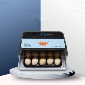 Couveuse d'œufs d'oiseaux. Couveuse d'œufs ménagers