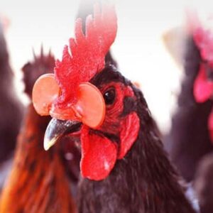 50 pièces. Crochets pour becs de poulet