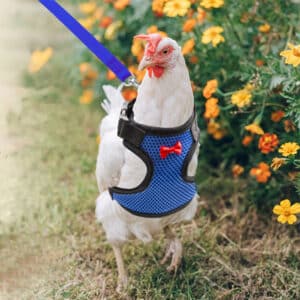 Gilet pour animaux de compagnie avec collier assorti