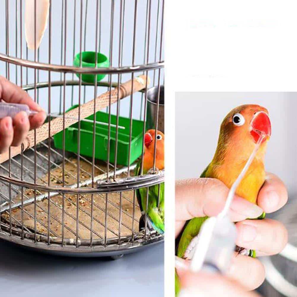 Mangeoire pour perroquets et oiseaux – Image 2