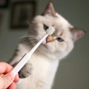 Brosse à dents pour chats et chiens. Brosse à dents pour animaux de compagnie