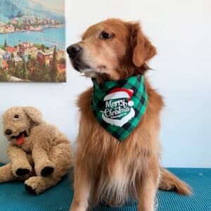 Serviette de salive pour chiens