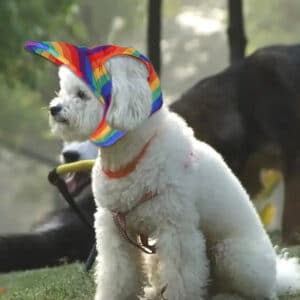Béret à ornement pour chiens