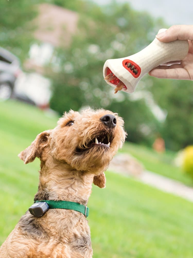 Appareil de fuite alimentaire pour chiens