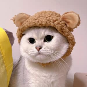 Chapeau de décoration pour chats