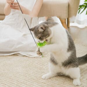 Outil pour soulager l’ennui chez les chats