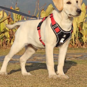 Sangle de poitrine avec corde de traction pour chien en nylon