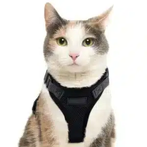 Harnais et laisse pour chats et chiens ajustable pour la marche et la promenade