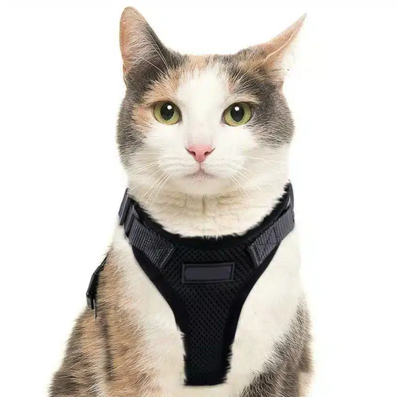 Harnais et laisse pour chats et chiens ajustable pour la marche et la promenade