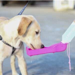 Outil d'alimentation en eau pour chiens