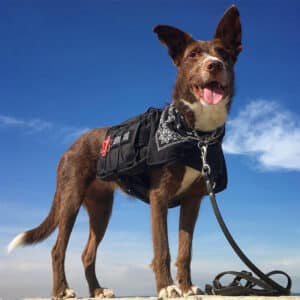 Sac de voyage en plein air pour chiens