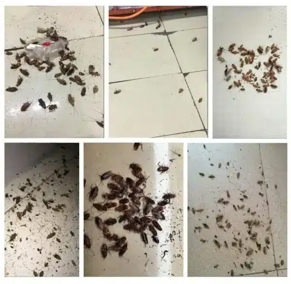 Anti-cafards. Station d’appât pour cafards à usage domestique et industrielle – Image 2