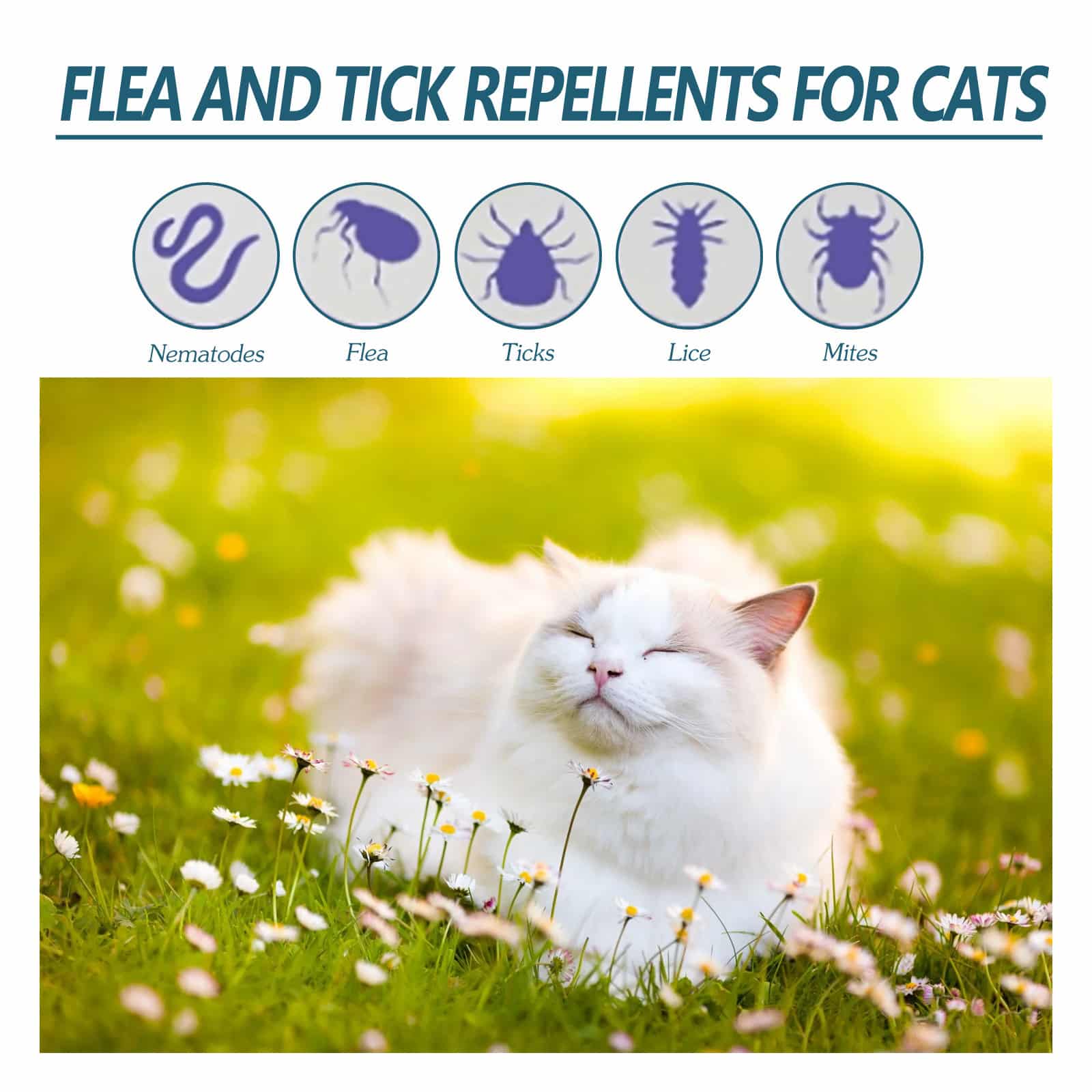 Agent anti-puces et anti-tiques pour animaux de compagnie – Image 2