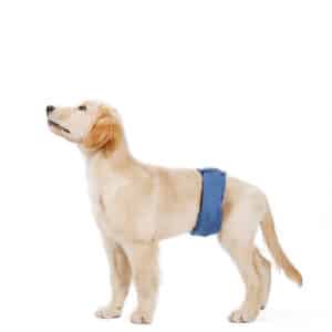 Culotte menstruelle absorbante et anti-fuite pour chien