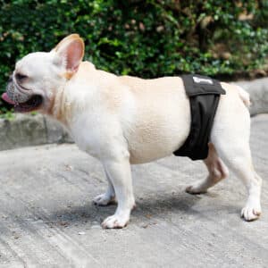Ceinture de contention pour chien mâle. Couche hygiénique lavable et réutilisable