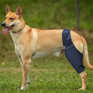 Équipement de protection fixe contre les fractures de la patte avant et arrière du chien de compagnie