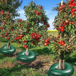 Sac d'arrosage annulaire pour arbres. Irrigation préventive pour arbres. Anneaux d'arrosage pour arbres