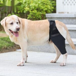 Attelle de protection et stabilité pour membre canin
