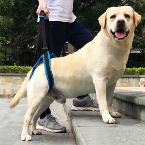 Lot de 2 pièces et 1pc. Sangle de soutien du chien idéal pour la balade