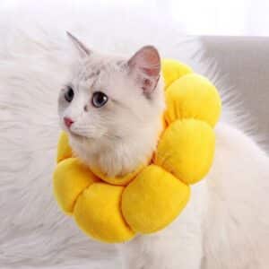 Collier de protection anti-léchage pour chats