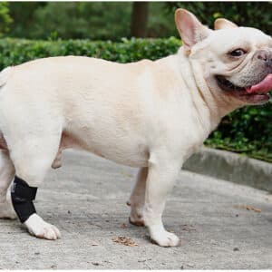 Support de soutien pour pattes de chiens idéal pour la marche