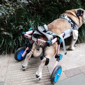 Support de soutien pour pattes de chiens idéal pour la balade