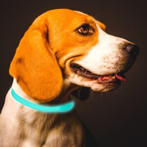 Collier antiparasitaire lumineux pour chats et chiens efficace contre les insectes, les moustiques, les puces et les tiques