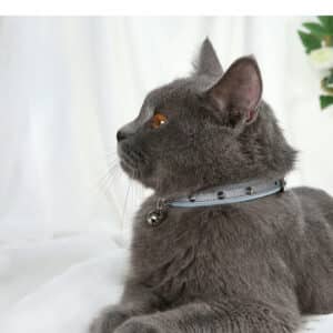 Collier anti-morsure ajustable pour chat et chien