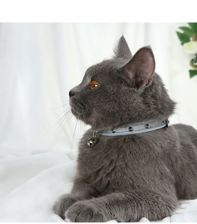 Collier anti-morsure ajustable pour chat et chien