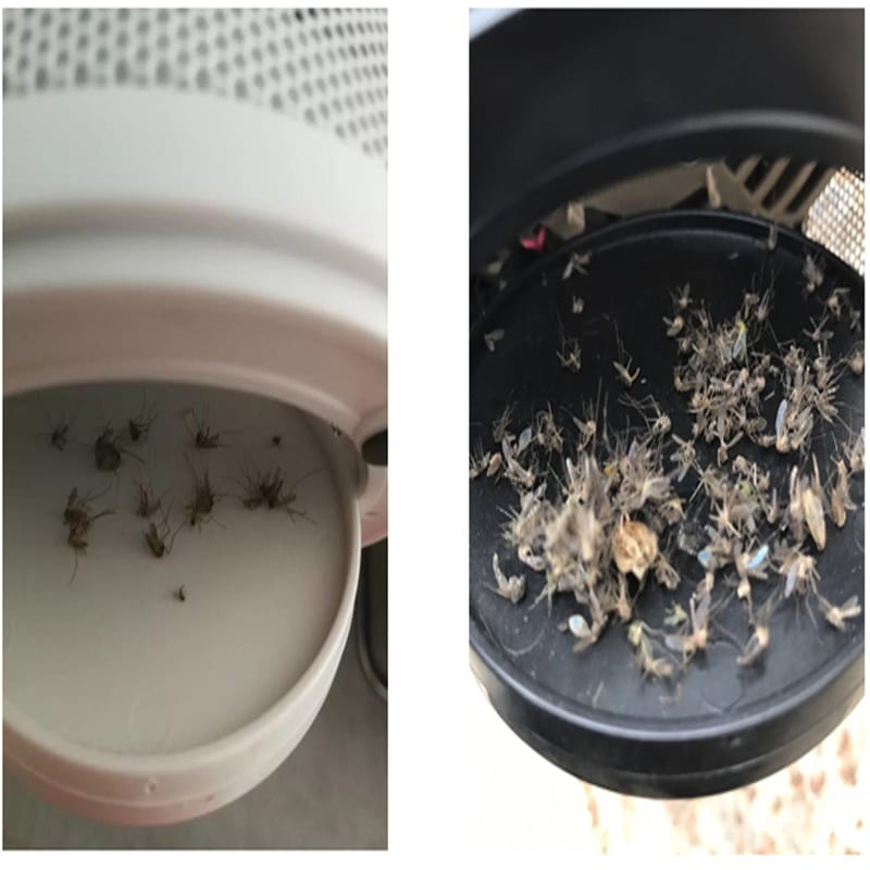 Piège à moustiques efficace – Image 4