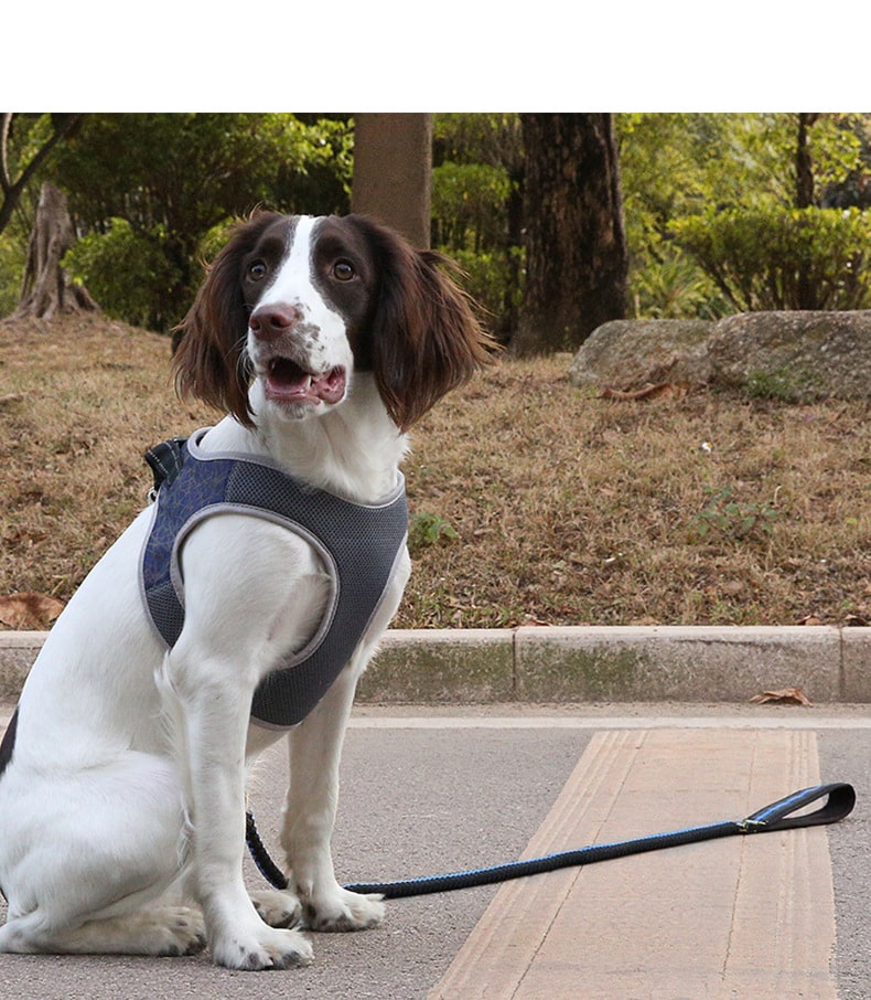 Harnais et laisse ajustable pour chiens, idéal pour la marche et la promenade – Image 8