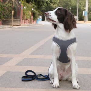 Harnais et laisse ajustable pour chiens, idéal pour la marche et la promenade
