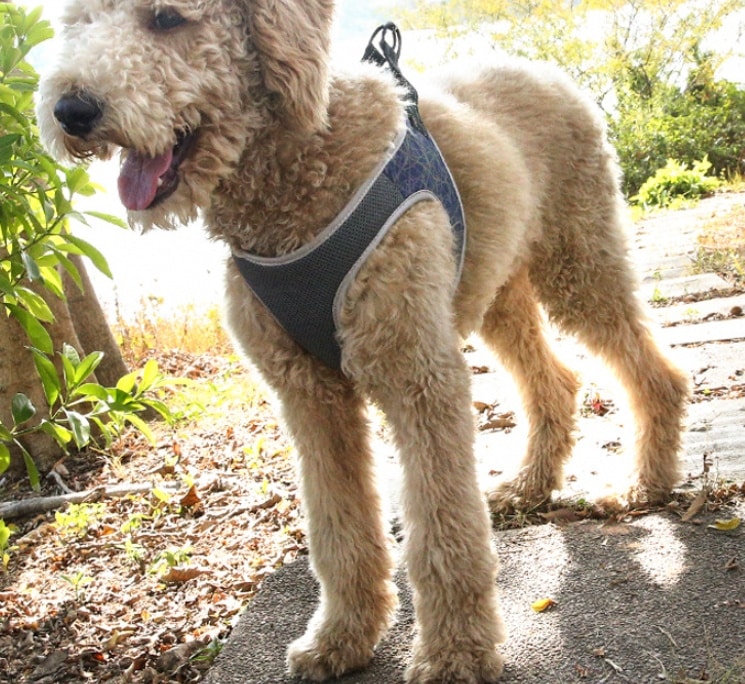 Harnais et laisse ajustable pour chiens, idéal pour la marche et la promenade – Image 7